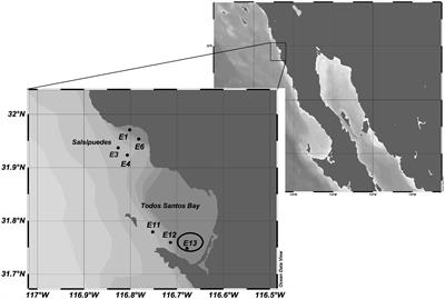 Association of the Toxigenic Dinoflagellate Alexandrium ostenfeldii With Spirolide Accumulation in Cultured Mussels (Mytilus galloprovincialis) From Northwest Mexico